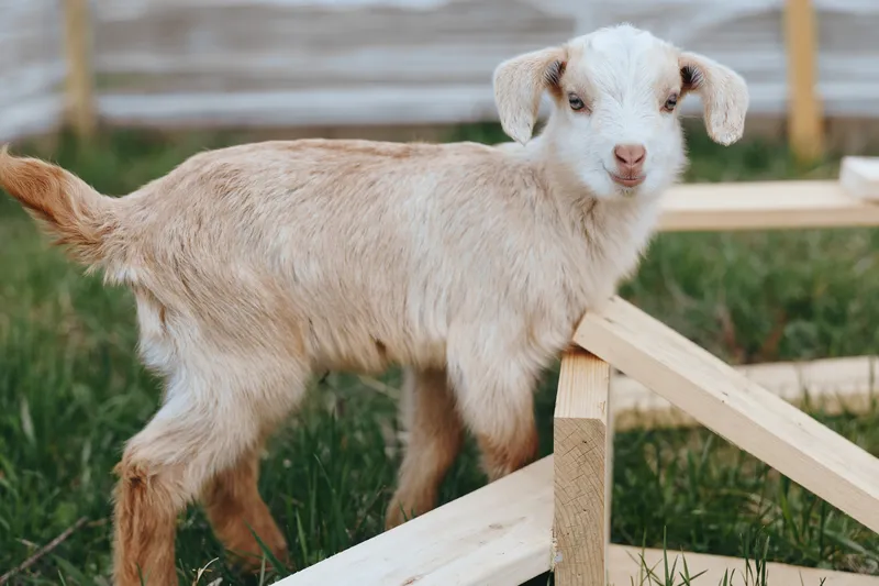 goat, kid, animal, farm, lifestyle, outdoors, rural, rustic, nature, calm, A curious goat kid explores a light wood fence in a sunlit rural yard, posing a charming farm lifestyle moment. The scene