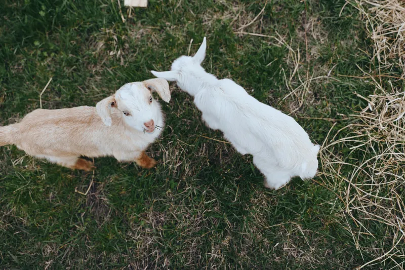 Two young goats explore a grassy yard, beige and white colors, noses touching in a playful moment. A candid lifestyle scene featuring curiosity, companionship, and rural farm life with livestock