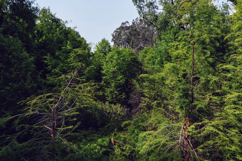 Forest trees foliage greenery nature woodland in a dense green canopy with sunlight filtering through leaves and branches, summer landscape showing trunks, understory and tranquil outdoor environment
