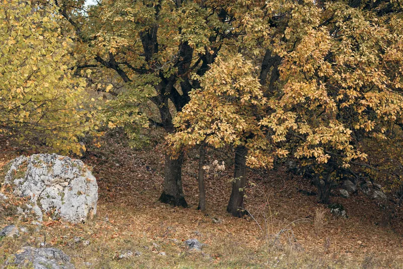 Осенний лес, природа, горы, путешествие, свежий воздух