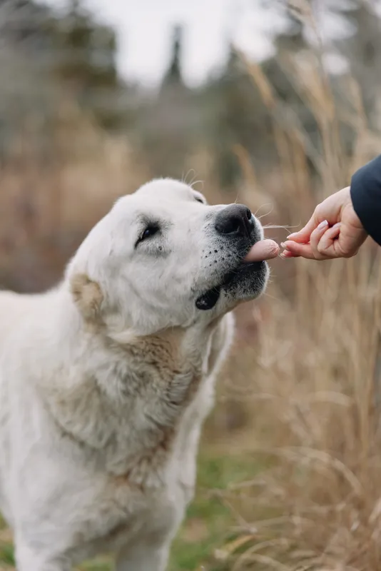 Dog interaction in a tranquil outdoor setting as a person offers a finger for a lick, capturing trust gentleness and companionship in a natural field
