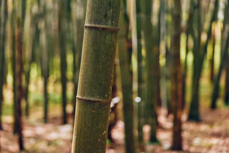 Bamboo forest trunk grove nature green close-up of tall bamboo stems in a dense grove, vertical textures and soft bokeh background creating a serene, peaceful woodland atmosphere.