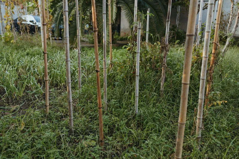 Bamboo stalks and bamboo grove with overgrown grass in a tropical outdoor urban garden, vertical stems and green foliage creating textured backyard vegetation scene for nature and landscape.