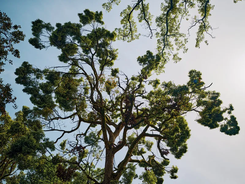 Tree canopy branches leaves sky sunlight nature perspective captured from below, tall evergreen with twisting limbs and dappled light, airy blue background and detailed foliage.