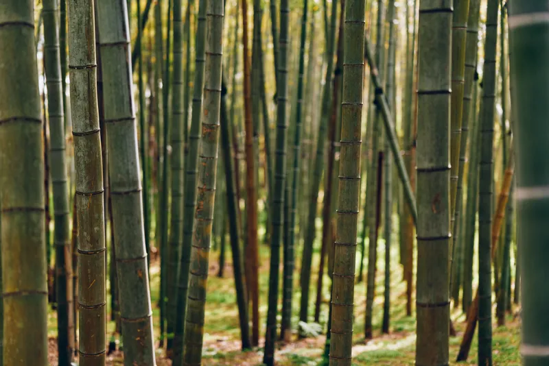 Bamboo forest grove with tall green stalks in nature, dense stems and trunks forming serene vertical pattern, sunlight filtering through leaves for tranquil outdoor scenery.