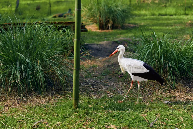 Stork bird grass beak legs walking in a sunlit park habitat, white and black plumage visible as the large wading bird strolls across green grass near wetland vegetation and water.