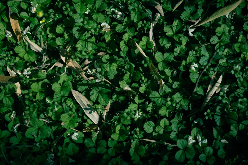 Clover foliage and leaves carpet the groundcover, greenery and plants lit by dappled sunlight. Nature closeup showing texture, shadow and fresh verdant growth on forest floor.