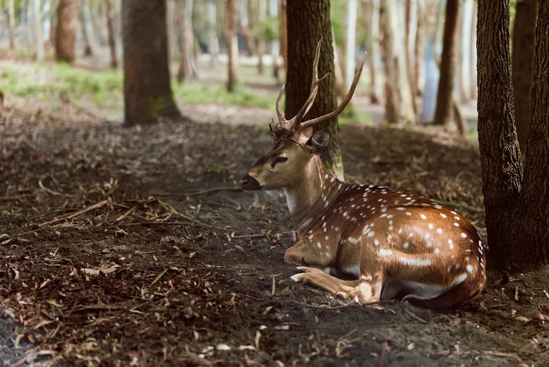Deer stag antlers forest resting spotted male deer lying on leaf litter under trees, calm woodland scene with natural light and shallow depth of field for wildlife photography