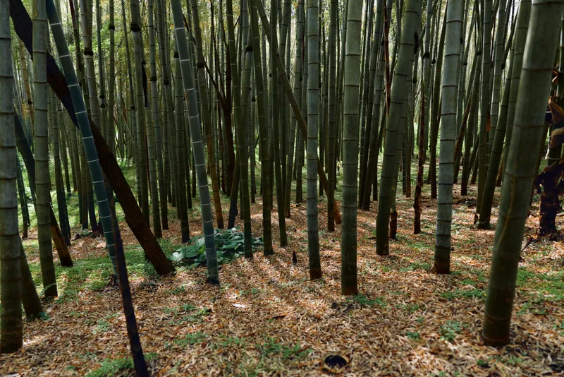 Bamboo forest grove stalks trunks sunlight filtering through tall green stalks and foliage, creating patterned shadows on leaf litter and mossy ground in a tranquil woodland scene.
