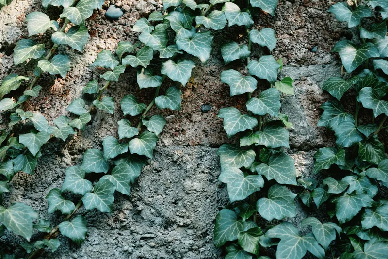 Ivy crawls over a rough wall, emerald leaves spreading in a natural green tapestry, urban garden vibe, textured stone, climbing vines, tranquil nature in built space