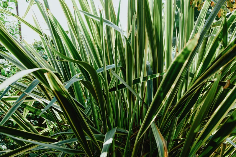 Close up of dense green foliage with sharp blades forming a lush tropical plant, sunlit texture and vibrant color, highlighting natural detail, depth, and fresh garden atmosphere