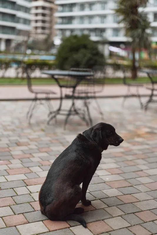 Black dog sits on a brick promenade in a city park with empty benches and distant modern buildings, looking away from the camera.
