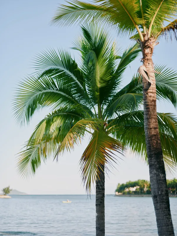 Bright tropical scene featuring tall palm trees by calm water under a clear blue sky, sunlit fronds and a tranquil shoreline inviting relaxation and warm coastal vibes.