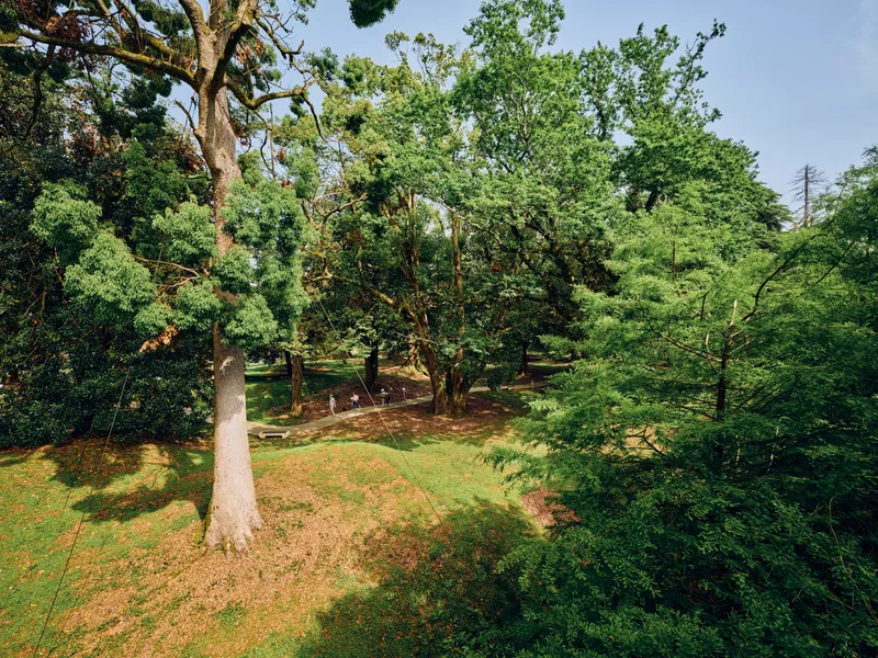Trees, forest, park, nature, greenery, grass, sunlight, foliage in a sunny park scene with lush green canopy, dappled light on trunks and meadow creating a serene outdoor landscape.