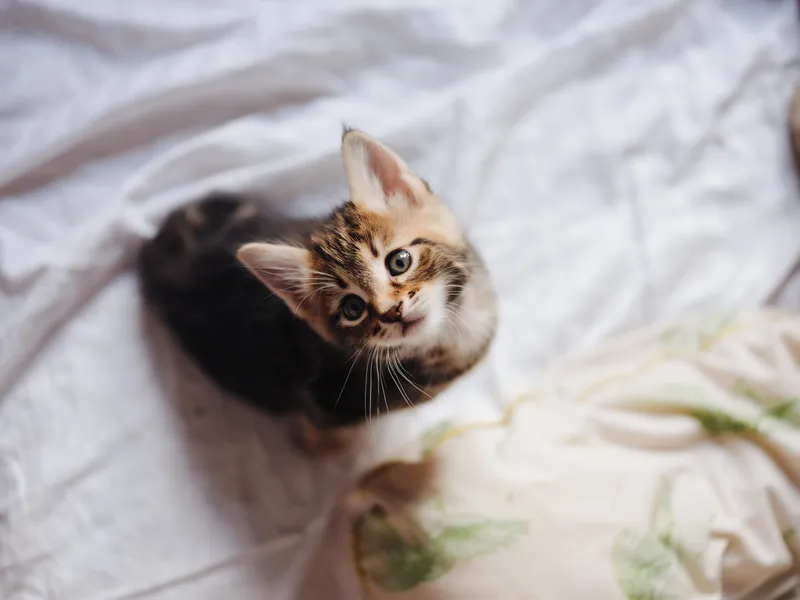 Маленький котёнок лежит на кровати, животные, игры, отдых