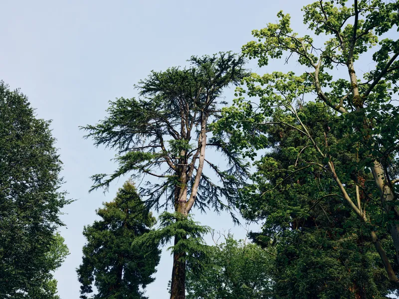 Trees, forest, canopy, sky, greenery, nature, leaves, woodland captured from below showing tall trunks and dense foliage against pale sky, serene outdoor landscape with sunlit green atmosphere.