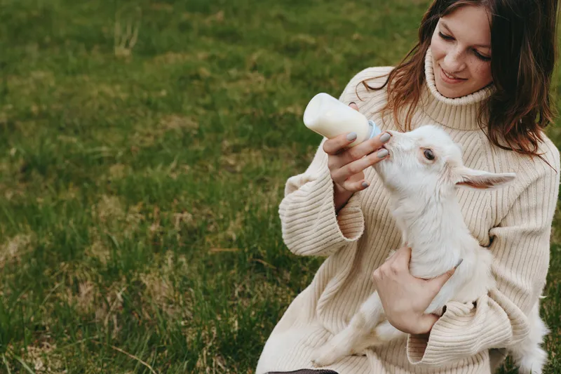 A woman in a cozy sweater bottles a baby goat in a sunlit field, capturing a gentle moment of rural care, bonding, and everyday animal companionship for health, nurture, and happiness.