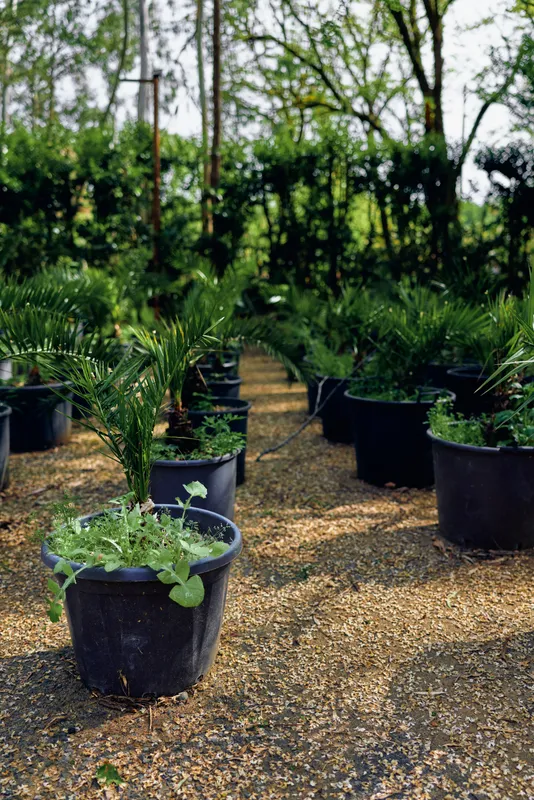 Plants pots nursery greenhouse pathway palms in outdoor plant nursery with gravel aisle and container planters, rows of seedlings and tropical foliage for gardening and landscape projects