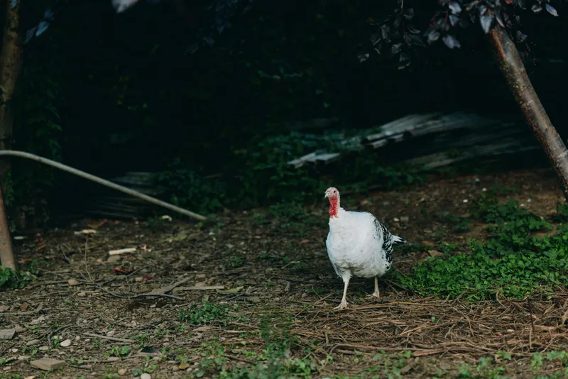 Turkey domestic turkey farm rural bird standing outdoor livestock in shaded backyard near trees, adult white turkey with red wattle walking on dirt and grass for agricultural lifestyle.