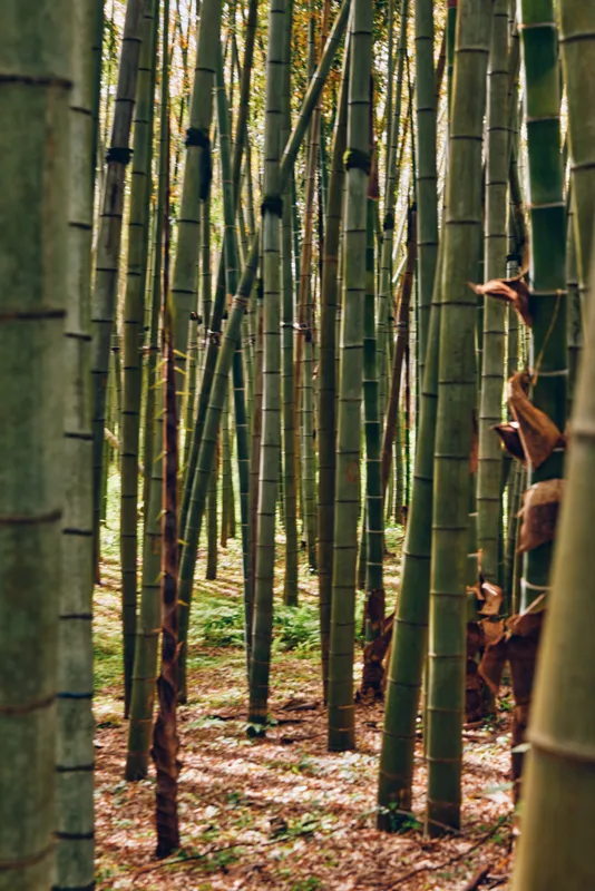bamboo forest grove of tall green trunks and vertical stems, a peaceful nature scene with dappled sunlight, mossy floor and leafy undergrowth creating a serene woodland atmosphere.