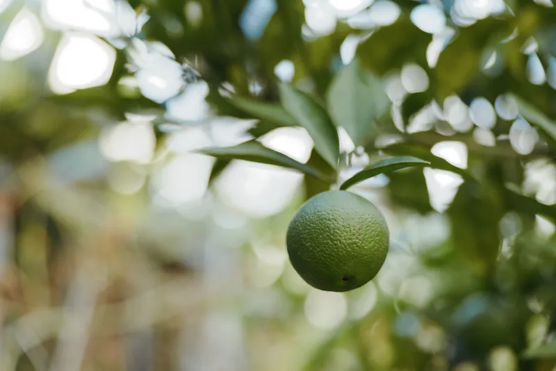 Unripe lime on citrus tree branch in a backyard garden, closeup with soft bokeh and natural light. Young green citrus fruit hangs glossy and textured, evoking tropical outdoor agriculture.