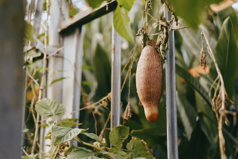 Seedpod on vine hanging from metal fence with dry brown pod and green leaves, garden plant in natural outdoor setting, closeup texture and rustic botanical detail