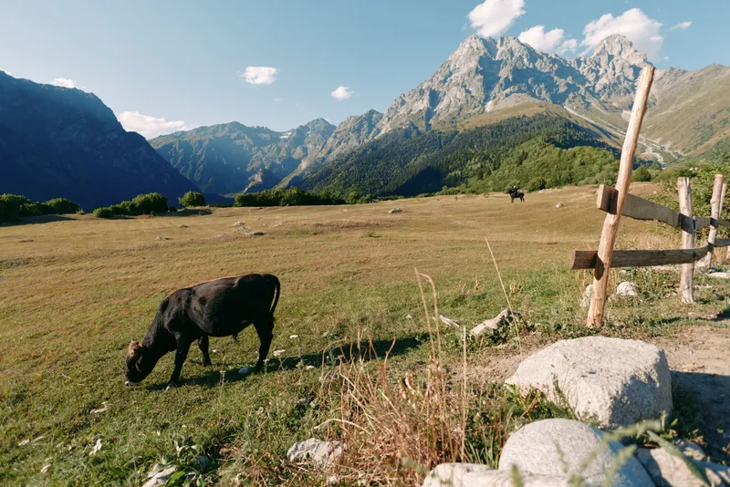 Sheep grazing in a wide mountain meadow with wooden fence and rocky foreground, valley panorama under clear sky. Pastoral landscape, livestock feeding and alpine scenery.