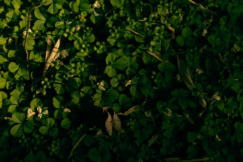 Groundcover green leaves bathed in sunlight on forest floor, dense foliage and nature shadow patterns with fallen dry leaves and dappled sunbeams creating textured plant background.