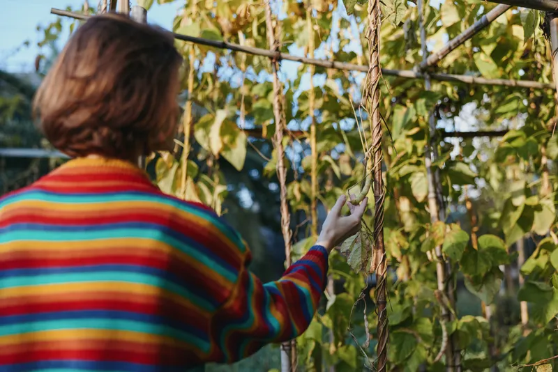 Woman in colorful striped sweater harvesting beans on a trellis in a backyard garden, seasonal vegetable picking with hand inspecting green pods among leaves and climbing vines outdoors.