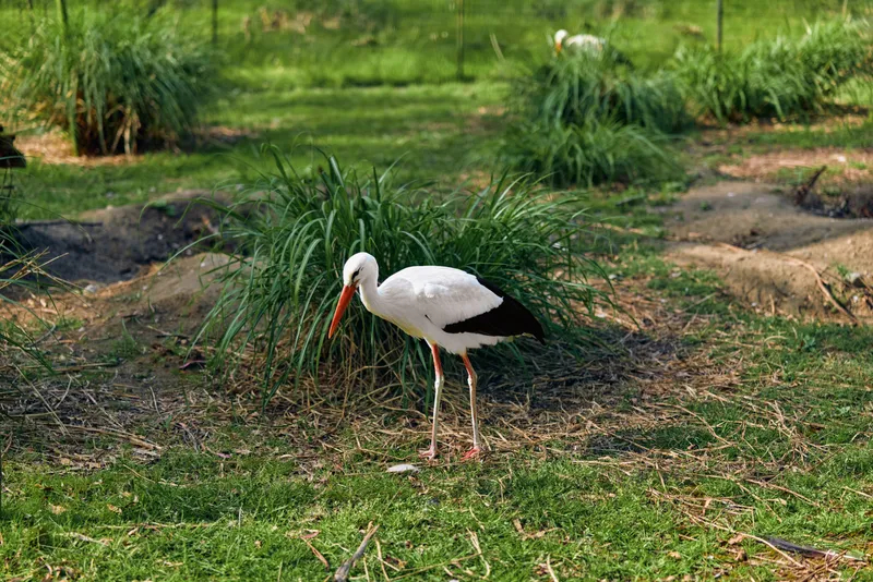 Stork bird wildlife in wetland grass with long beak and slender legs, standing and foraging in natural habitat, white plumage and black wing tips in sunlit marsh environment.