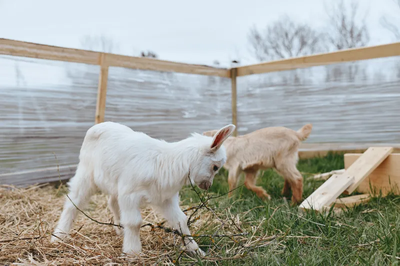 A white goat kid explores a straw yard beside a wooden frame, with a second goat wandering in the background. A lifestyle scene depicting curiosity, play, and rural farm life with outdoor animals.