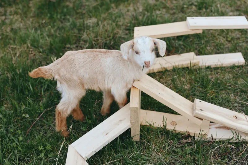 Goat kid outdoors in a sunlit yard, exploring rustic wooden structures with curious gaze, natural grass, playful posture, gentle breeze, warm tones, candid scene, wholesome countryside vibe