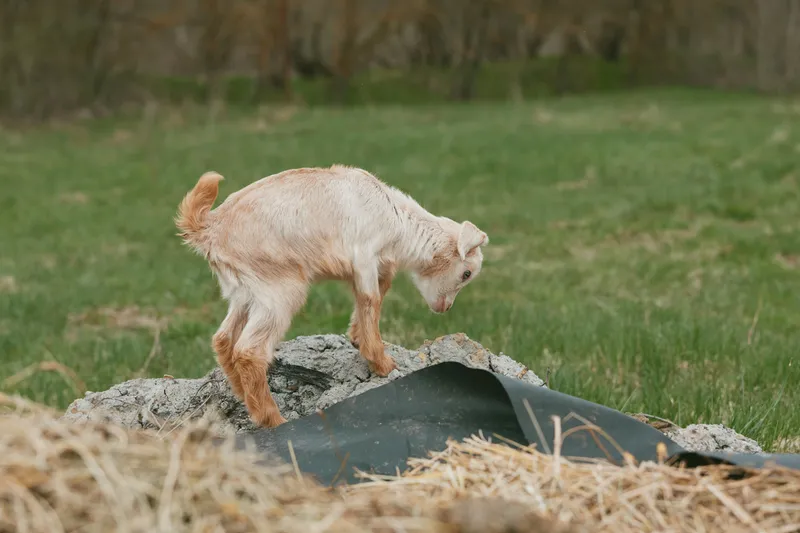 Young baby goat explores a rural farm environment standing on a rock with green grass background showing natural curiosity and playful behavior in a lifestyle setting