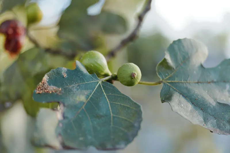 Green figs on fig branch with fig leaves and unripe fruit in macro photography, natural light botanical closeup outdoors; morning garden atmosphere for gardening, travel and lifestyle use.