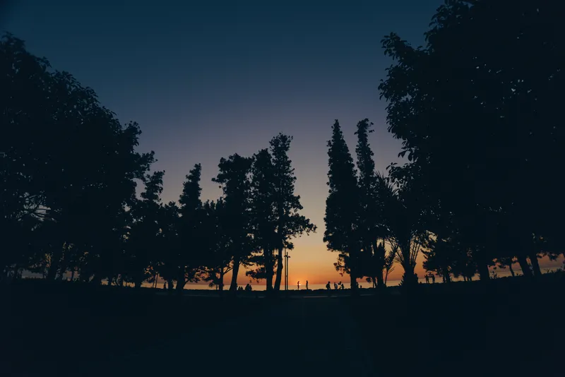 silhouette of tall trees at sunset with deep blue sky creating a tranquil outdoor atmosphere highlighting nature’s calm beauty