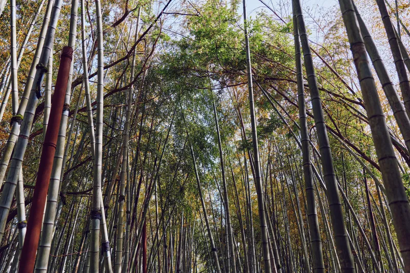 Bamboo forest grove with tall trunks and dense canopy, sunlight filtering through leaves and green vertical stalks, nature scene creating a peaceful, serene outdoor atmosphere.