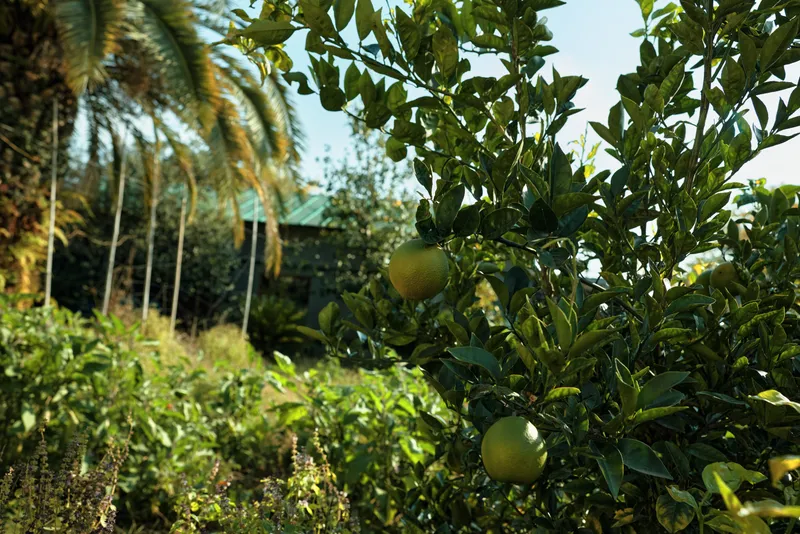 Orange tree in a sunlit garden with ripe fruit hanging among green leaves and sturdy branches, a peaceful scene of orchard growth and natural harvest in nature