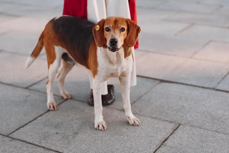 A tricolor beagle dog stands alert on a paved surface with a person partially visible behind it, showcasing attentive expression and relaxed posture outdoors.
