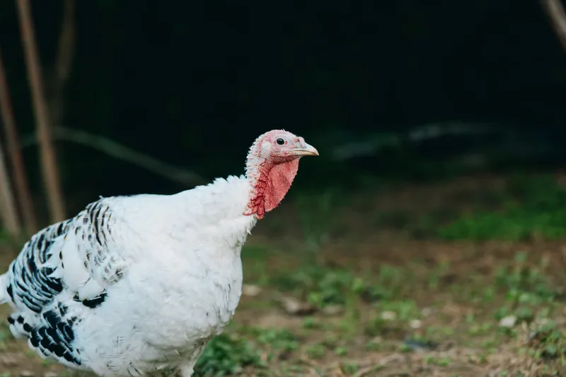 Turkey, white turkey, farm animal, poultry, bird, rural adult white turkey standing in grassy yard near forest edge, calm curious pose, walking and grazing in natural daylight farm setting.