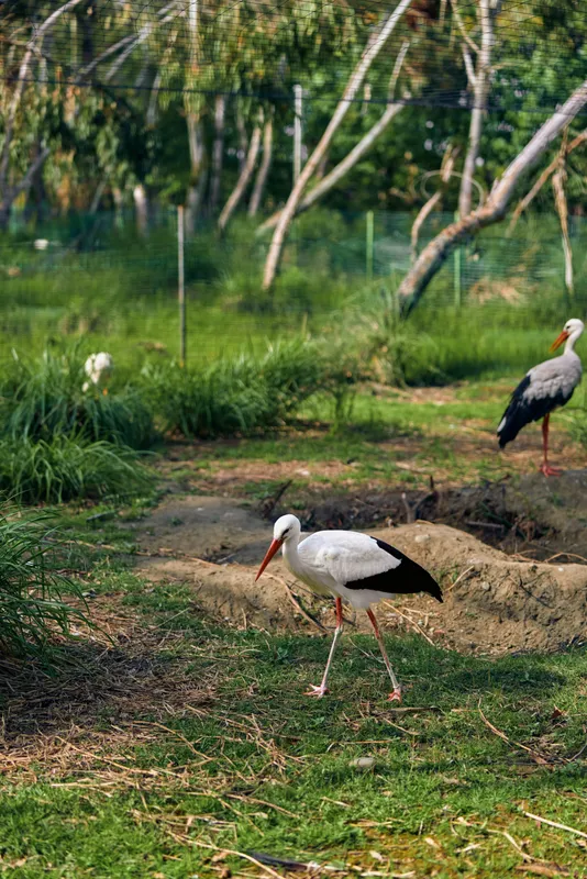 Stork bird white wetland grass beak legs nature: White stork foraging in grassy wetland with long red beak and legs, another stork standing near trees and shallow water in a natural reserve.