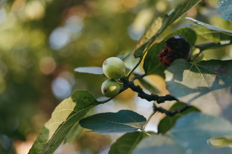 Unripe fig, fig fruit, branch and leaves in closeup with soft bokeh and warm sunlight in a garden orchard setting, organic growth and ripening on twig, natural summer mood, no people.