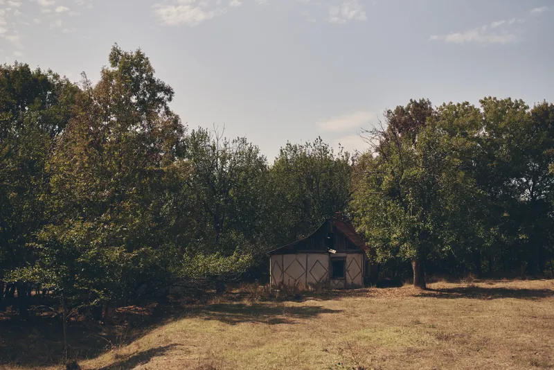 Деревья в поле на фоне сельской природы, летнее солнце