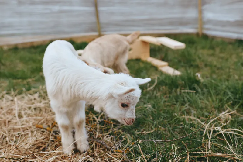 Two young goats explore a grassy pen with hay and wooden structures in a rural outdoor setting, creating a natural and lively lifestyle scene with soft daylight.