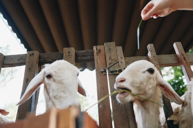 Человек кормит двух коз травинкой перед деревянным забором