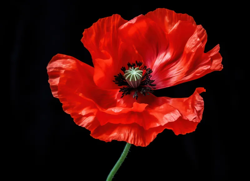 Красота красного мака: цветущее floral наслаждение на зеленом лугу