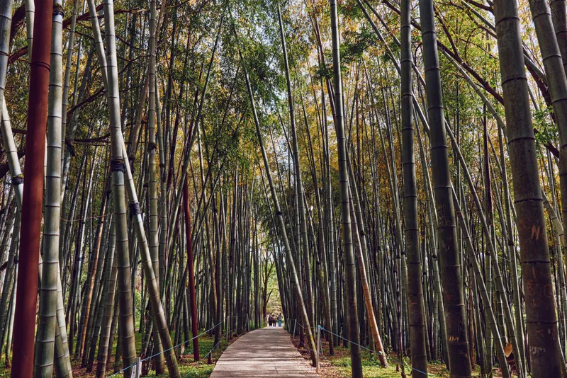 Bamboo forest path with wooden walkway and tall trees creating a green tunnel, nature trail perspective with distant people walking, serene outdoor scene and vertical trunks.