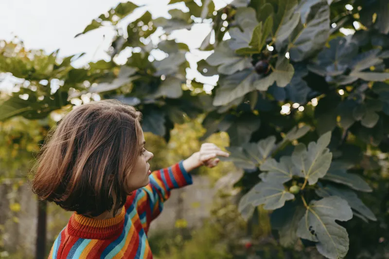 child girl striped sweater reaching fig tree garden curiosity outdoor, 7-year-old with brown bob, colorful casual outfit, exploring backyard, gentle smile and warm natural light lifestyle moment