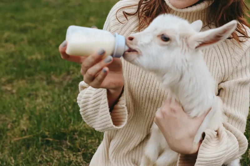 Young woman in a beige sweater feeds a white baby goat with a bottle outdoors in a green grassy field during a calm lifestyle moment.