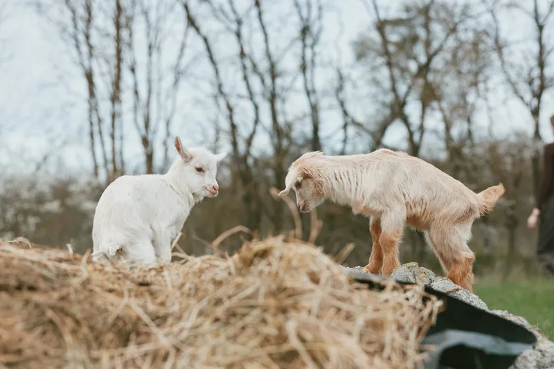 Two young goats interact playfully on a pile of hay in a natural outdoor setting during a cloudy day in early spring.