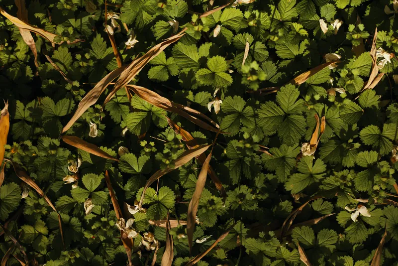 Leaves, foliage, groundcover, green, plants, grass in closeup view of serrated wild leaves and scattered dried grass blades, natural texture and shadow on a forest floor.